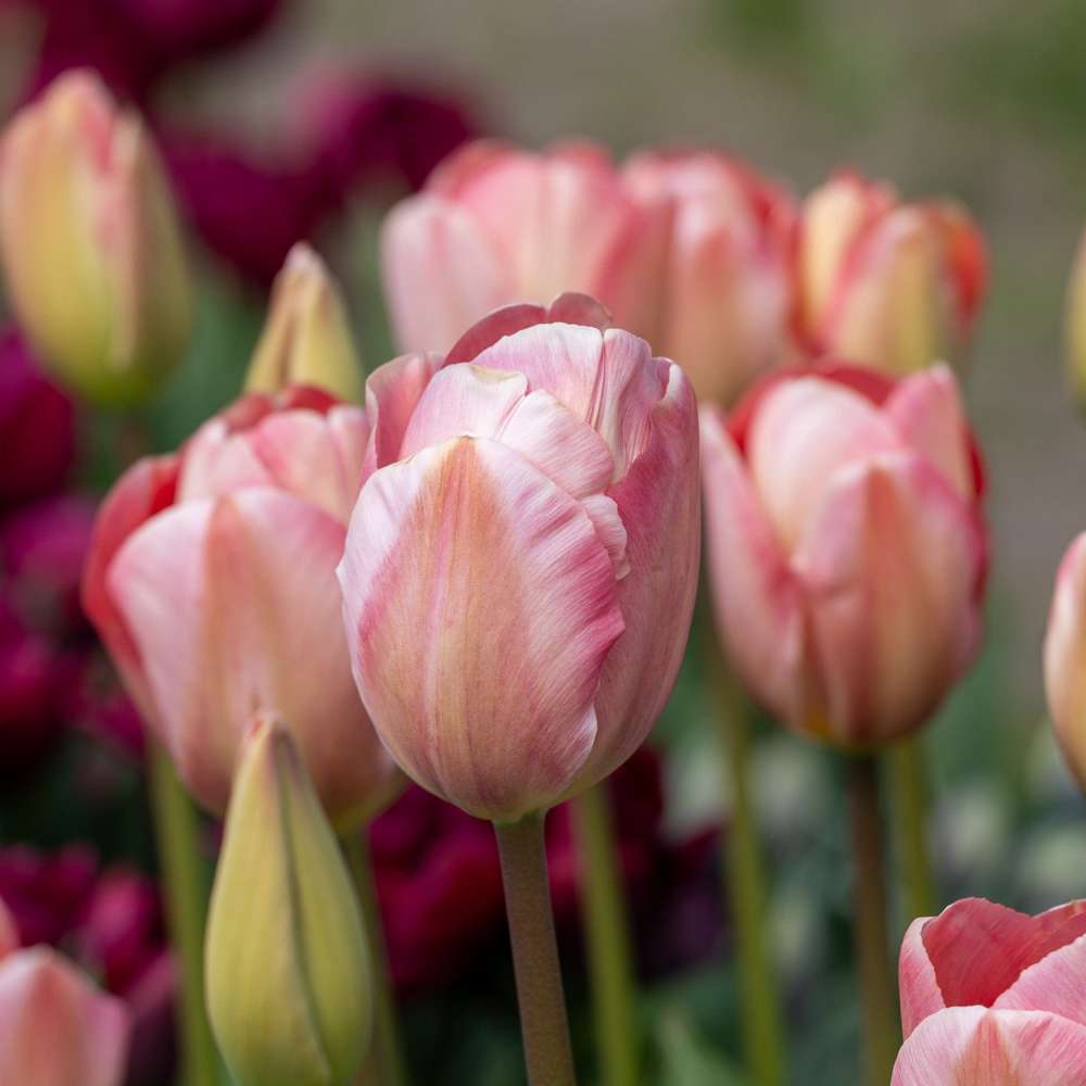 Tulipan 'Mystic van Eijk'